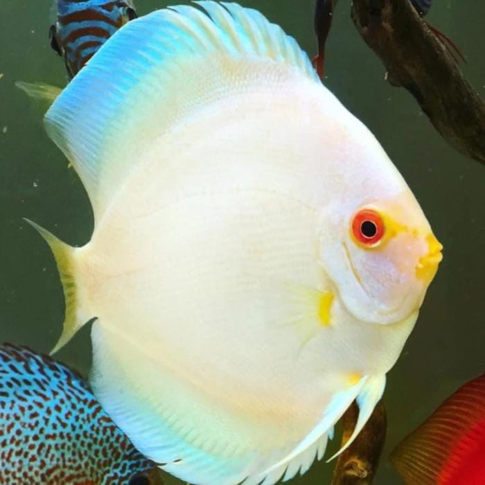 WHITE DIAMOND Discus